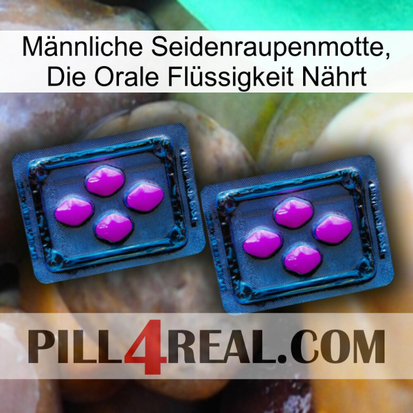 Männliche Seidenraupenmotte, Die Orale Flüssigkeit Nährt 03.jpg